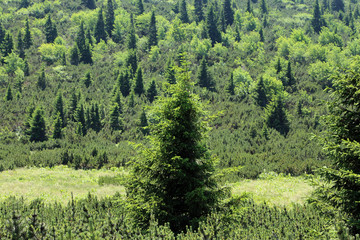 Hiking path on the Rax in the Austrian Alps