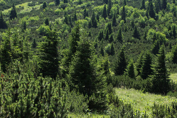 Hiking path on the Rax in the Austrian Alps