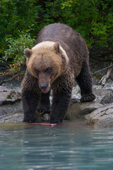Obraz na płótnie Canvas grizzly bear eating salmon on the shore of an alaskan lake
