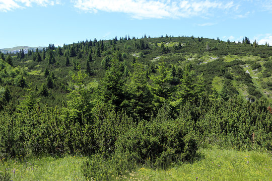 Forest on the Rax in the Austrian Alps