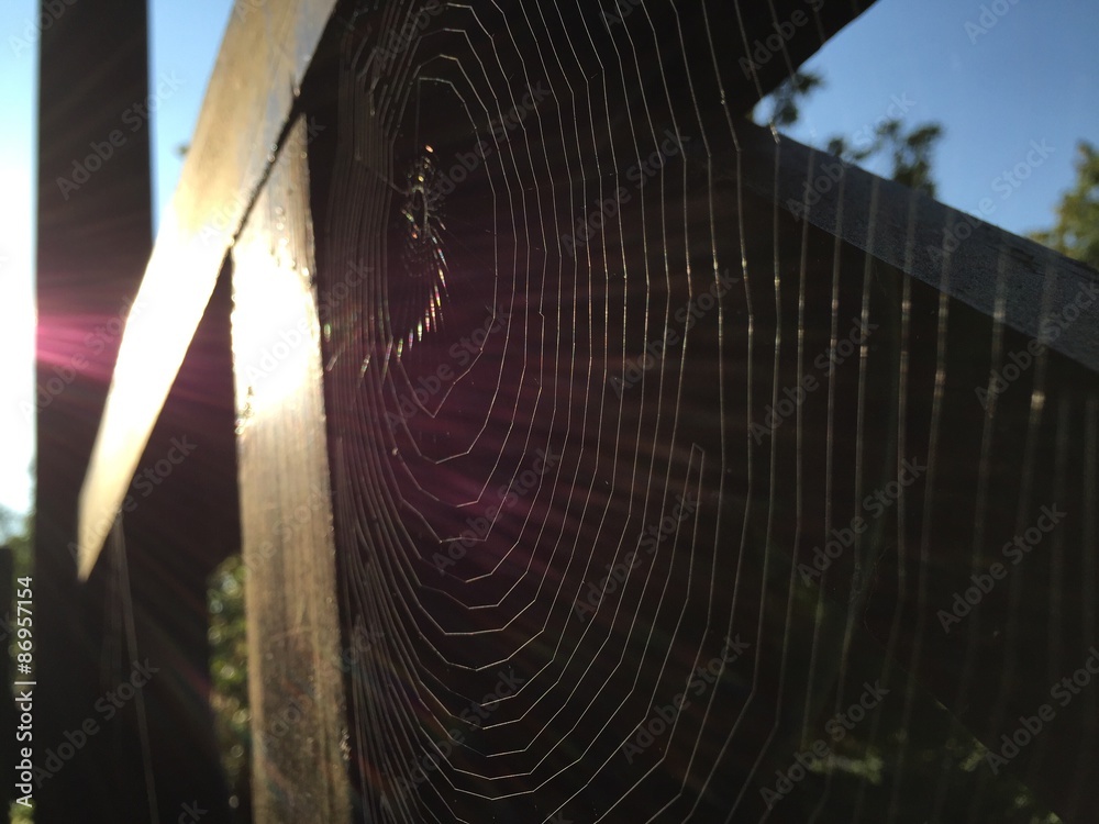 Wall mural spider web