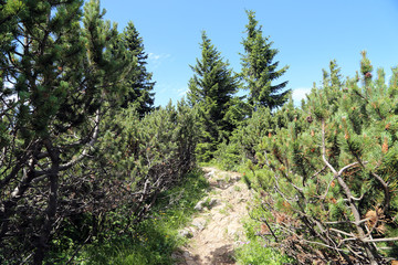 Hiking path on the Rax in the Austrian Alps