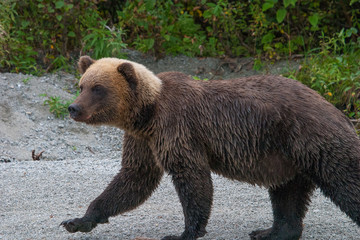 Obraz premium close up of grizzly bear