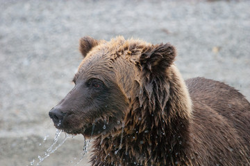 close up of grizzly bear