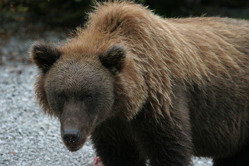close up of grizzly bear