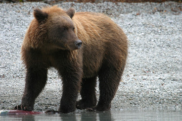 Fototapeta na wymiar grizzly bear standing next to an alaskan lake