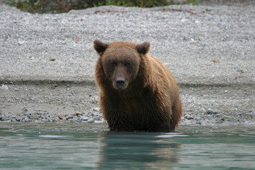 Obraz na płótnie Canvas grizzly bear fishing in an alaskan lake