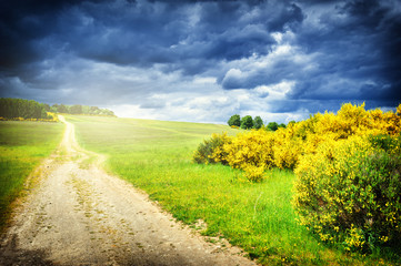 Fototapeta na wymiar Beautiful summer landscape with country road