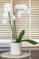 White orchid flower in a pot in front of a window with wooden bl