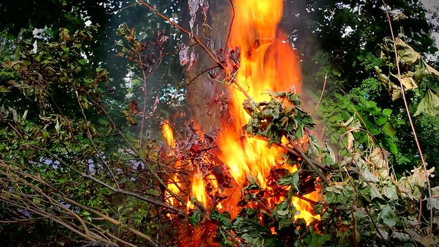 Wild forest. The flame is coming. Dying trees. Ecological disaster. The dense clouds of smoke. Wildfire. Alarming and dangerous situation. The flames erupted. Nature in the flames. Video is good for 