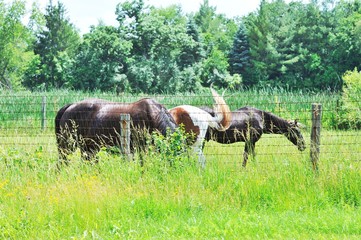 Horses Grazing