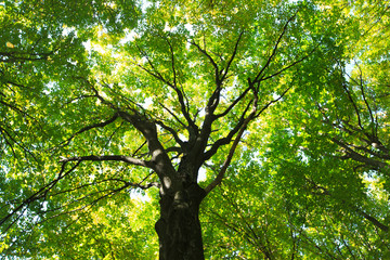 Fototapeta premium green forest
