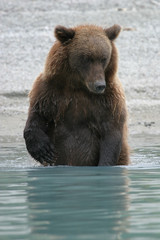 Naklejka na ściany i meble close up of grizzly bear standing fishing in an alaskan lake