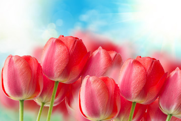 Panele Szklane  kwiaty tulipanów