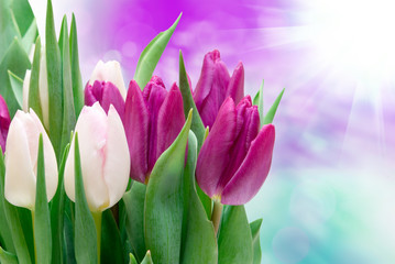 tulip flowers