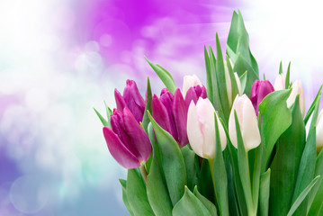 tulip flowers