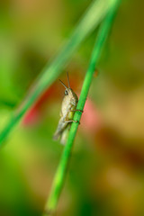 grasshopper on green