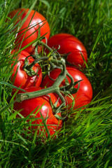 Fresh tomato on green grass