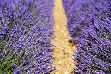 Fototapeta na wymiar fields of blooming lavender flowers (Provence, France) 