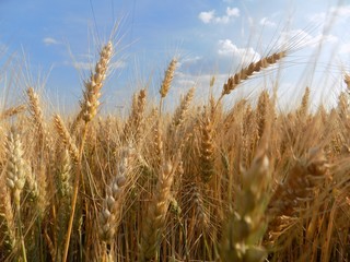 Barley field