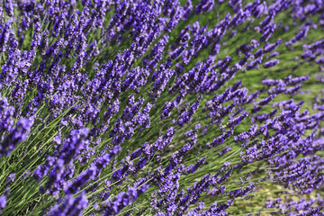 fields of blooming lavender flowers (Provence, France)