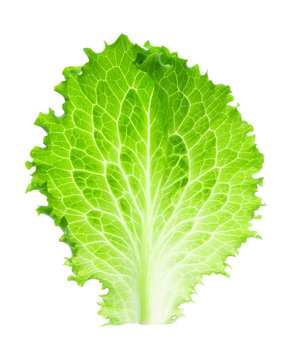 Fresh lettuce leaf