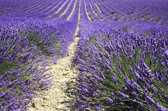 fields of blooming lavender flowers (Provence, France)
