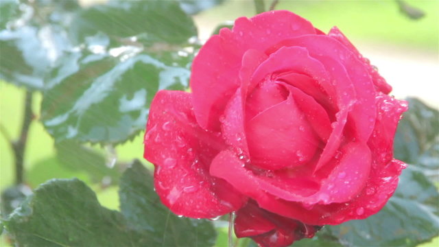 Roses in the rain