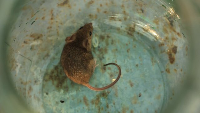 little grey mouse