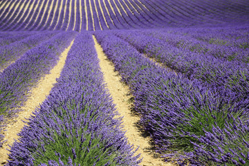 Naklejka na ściany i meble fields of blooming lavender flowers (Provence, France) 
