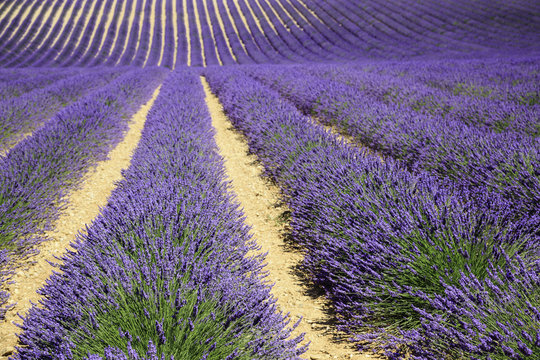 fields of blooming lavender flowers (Provence, France)
