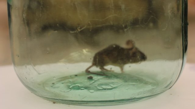 little grey mouse