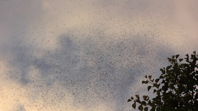 mosquitoes and midges swarm
