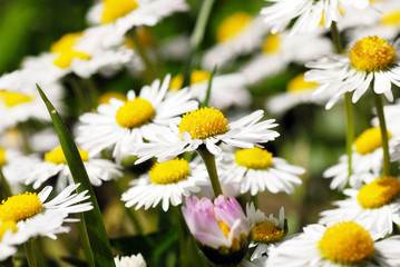 Blooming daisies © Julija Sapic
