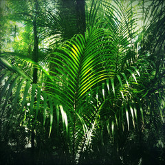 Obraz na płótnie Canvas Jungle greenery