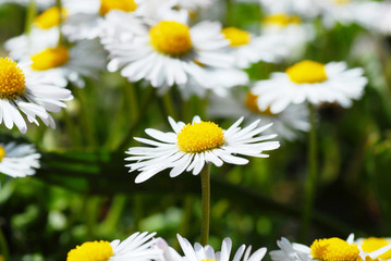 Blooming daisies © Julija Sapic