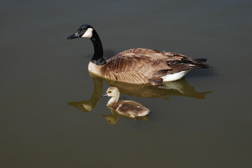 Canada Goose and Gosling swimming togeter on lake