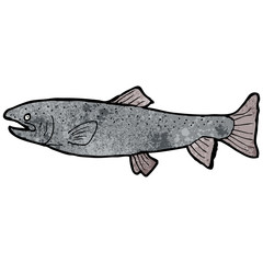 fish illustration