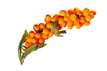 Sea-buckthorn berries on a white