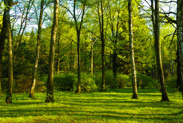 spring birch grove