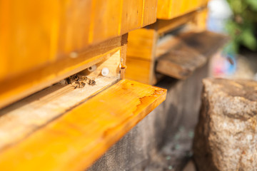 Bees in beehive