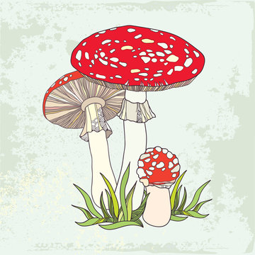 Amanita. Poisonous red-cup Mushroom in the grass
