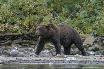 grizzly bear fishing in an alaskan lake