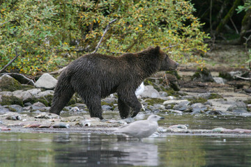 grizzly bear fishing in an alaskan lake