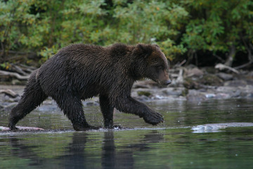 Obraz premium grizzly bear fishing in an alaskan lake