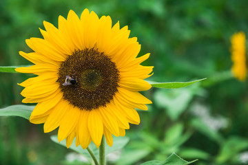 Sonnenblume mit Hummel