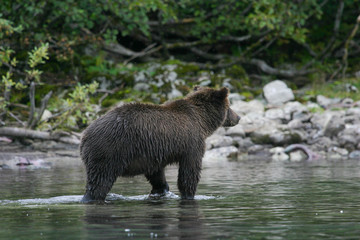 grizzly bear fishing in an alaskan lake
