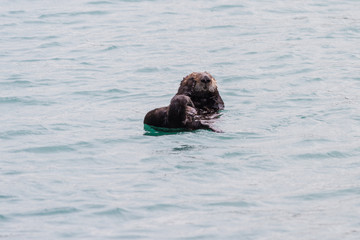 Sea otter - Enhydra lutris