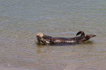 Fototapeta premium Sea otter - Enhydra lutris
