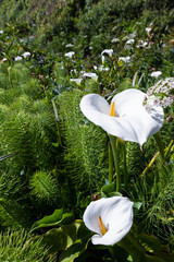 Calla lilies - Zantedeschia aethiopica